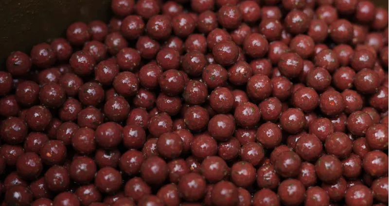Bloodworm Shelf Life-1