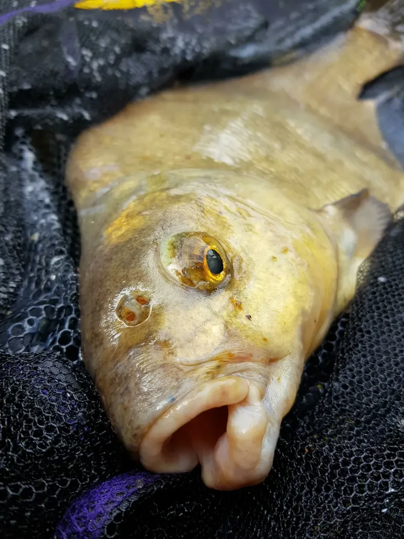 Gold pro bream-3