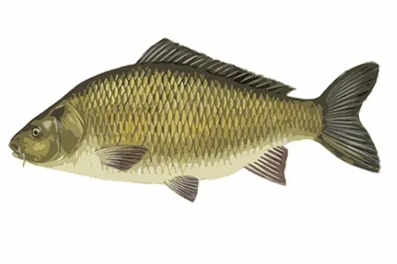 Hi Pro carp method mix-2