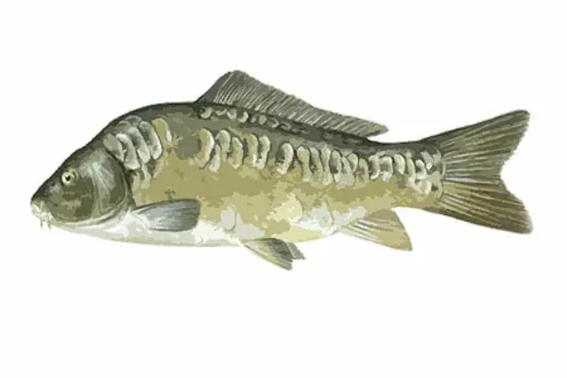 Hi Pro carp method mix-3