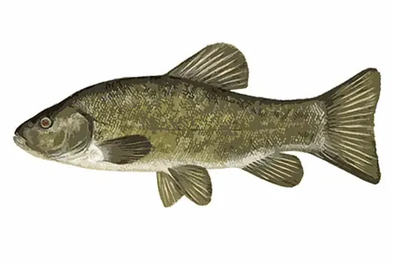 Hi Pro carp method mix-5